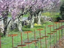 Sonoma California Wine Country VInyard in Spring